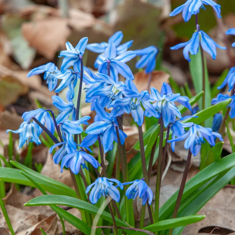 Siberian Squill