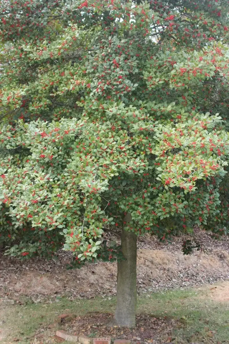 Choose a site for the full-grown tree