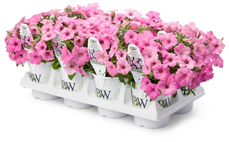 Supertunia Vista Bubblegum