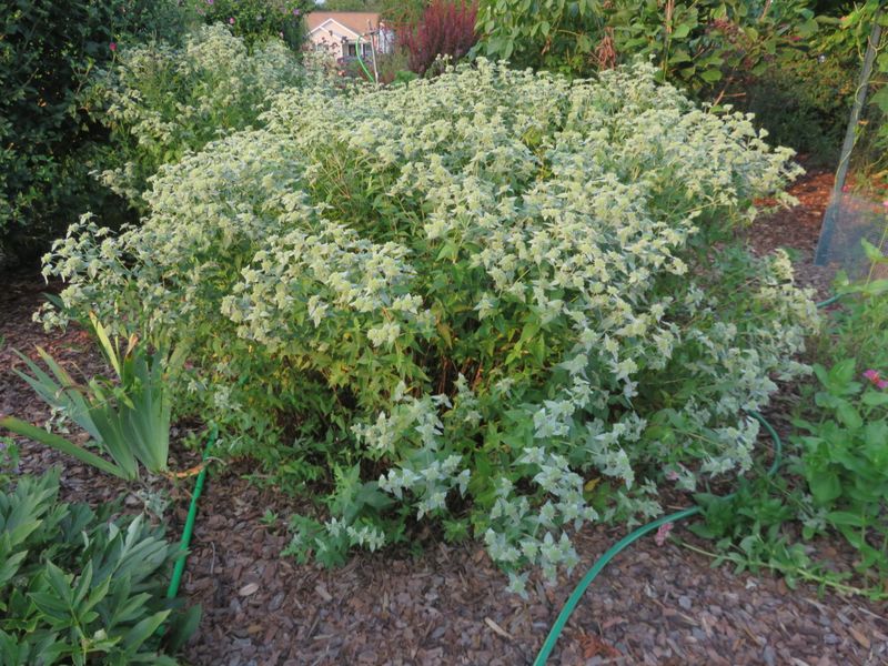 Manage Its Spread and Seasonal Growth
