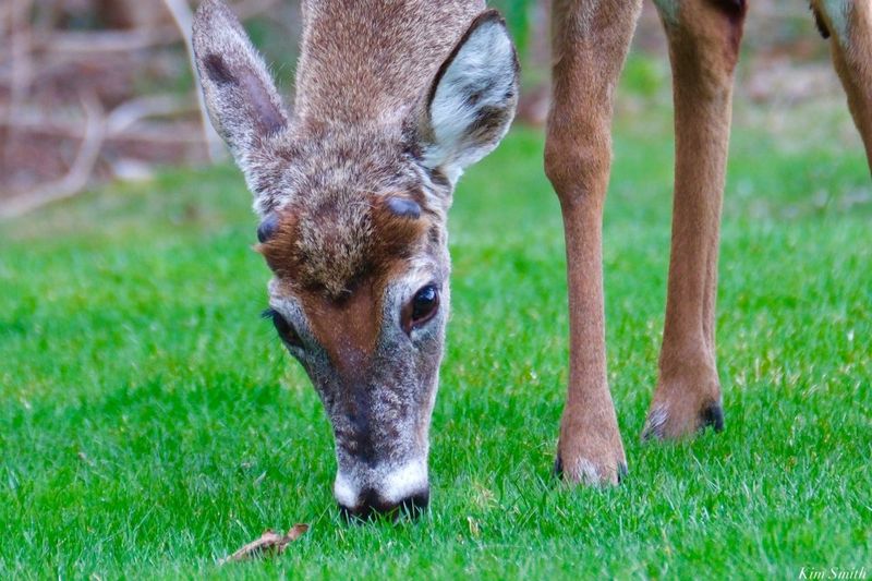 The Fruit Draws Wildlife—Not a Guarantee