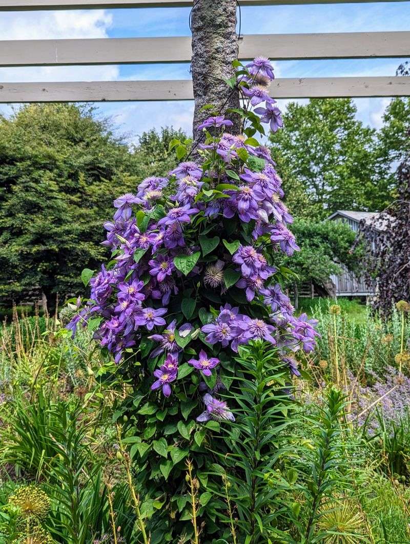 Clematis