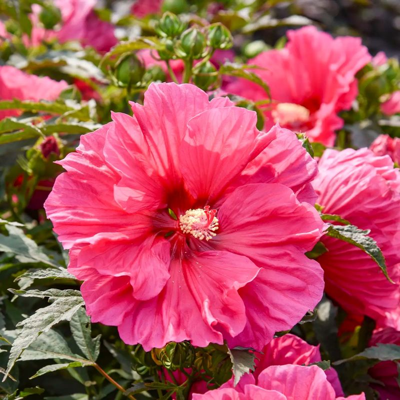 Hardy Hibiscus (Rose Mallow)