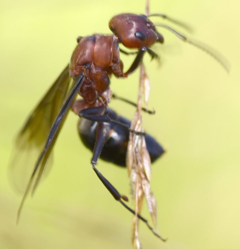 Some native ants also build conspicuous nests