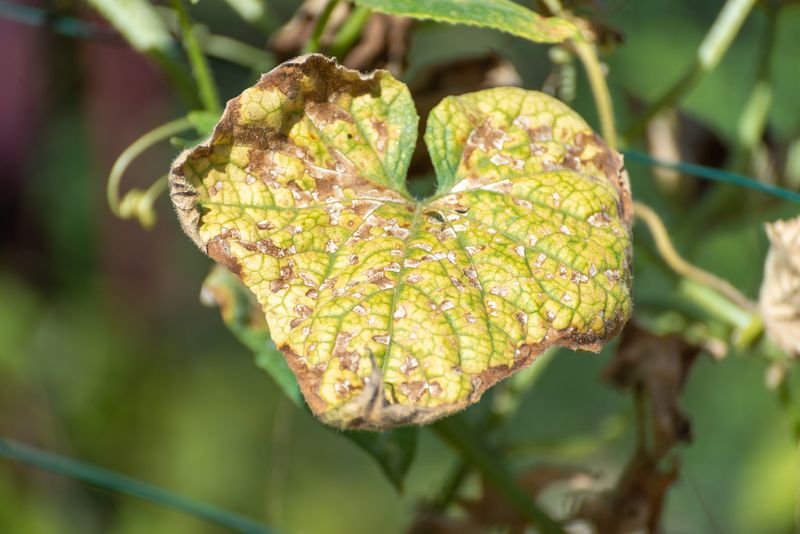 Heat Stress and Excessive Sunlight