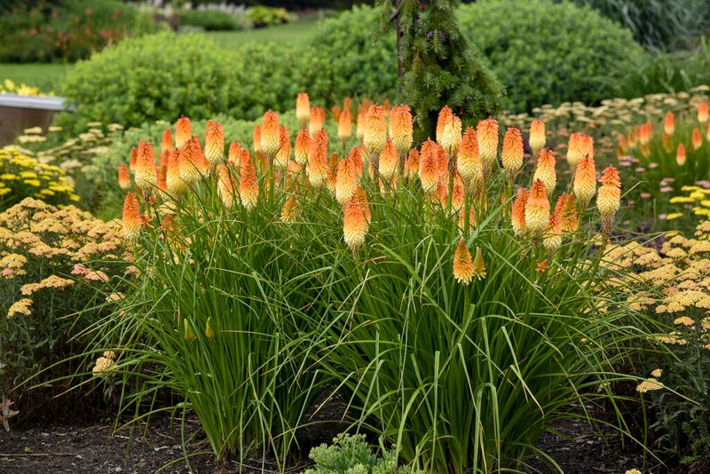 Red-Hot Poker (Kniphofia)