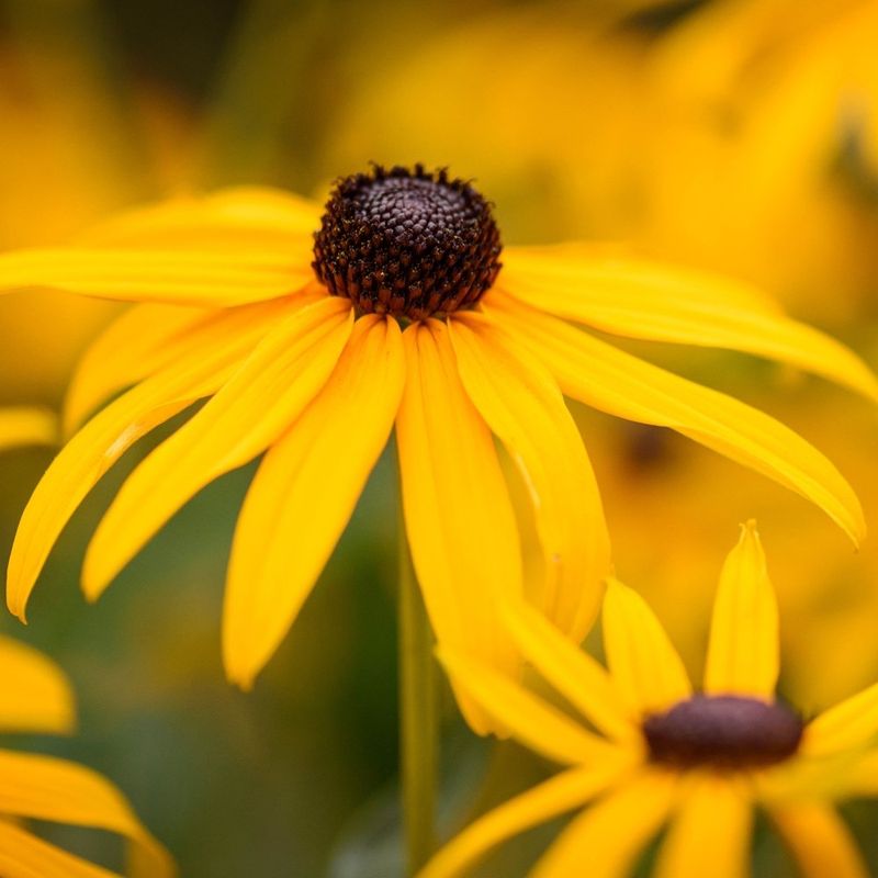 Black-Eyed Susan (Rudbeckia hirta)