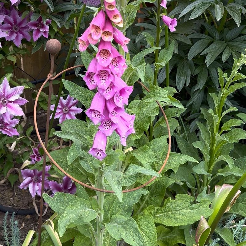 Support tall flower spikes when they need it