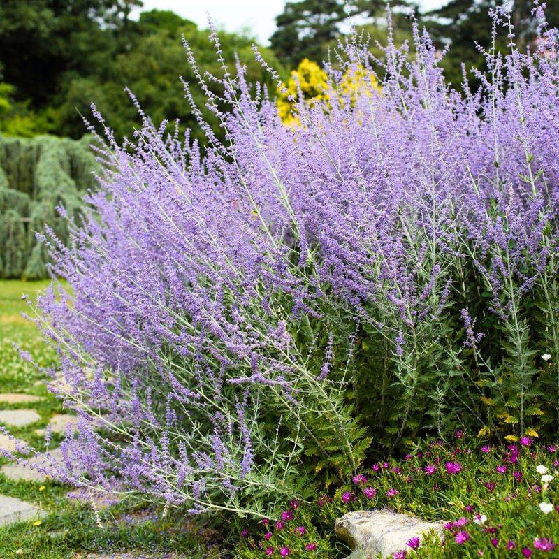 Russian Sage