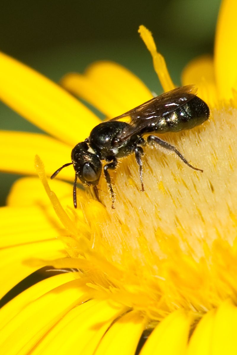 Little Carpenter Bee