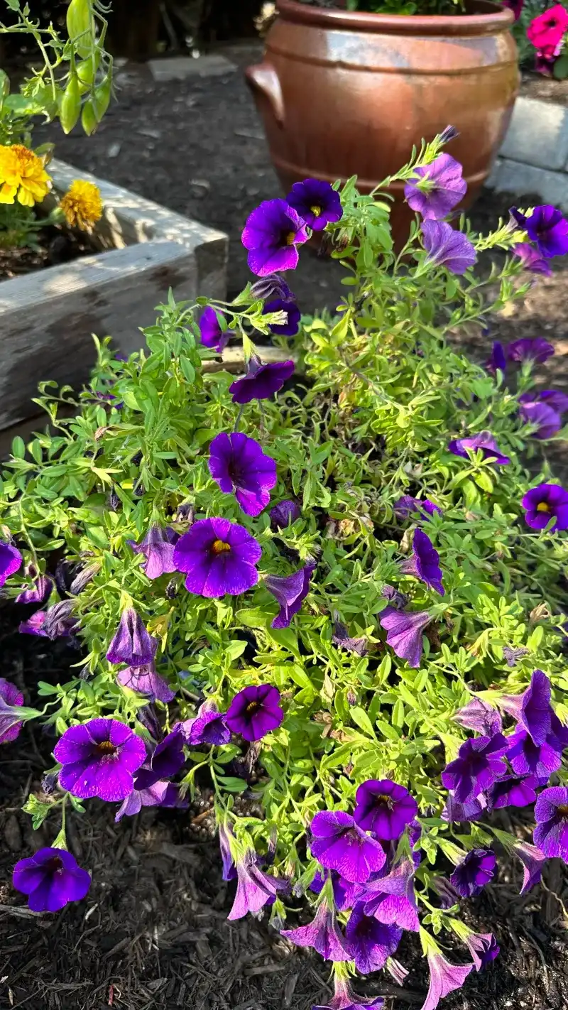 Skipping Phosphorus-Rich Bloom Food