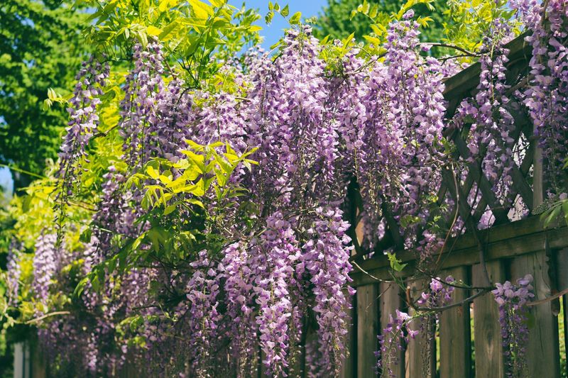 Keep the Fence Garden From Creating New Problems