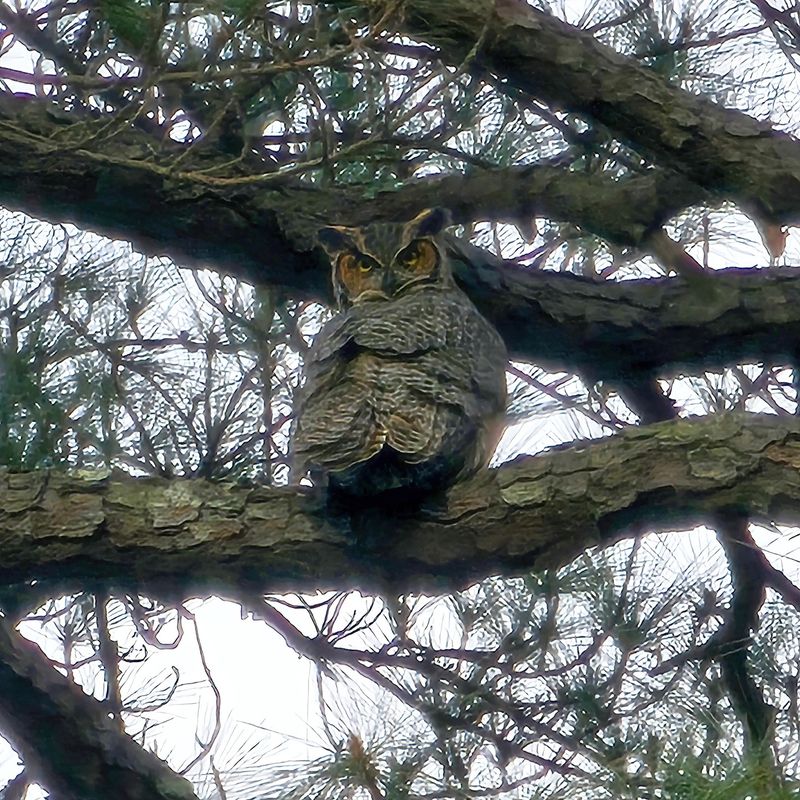 The hoot marks owl activity, not a mouse count