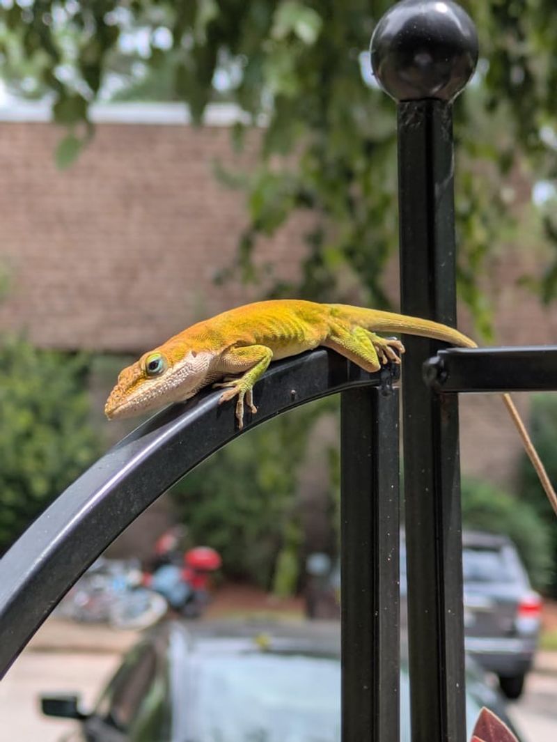 The Porch Visitor May Not Look Green
