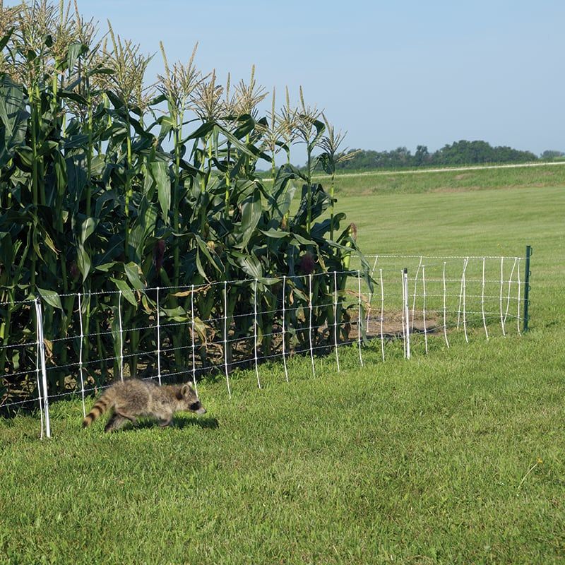 Build the Barrier Before the Ears Become a Reward