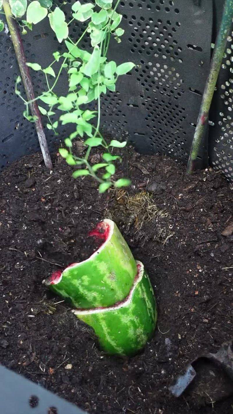 Directly Amend Soil for Fruiting Plants