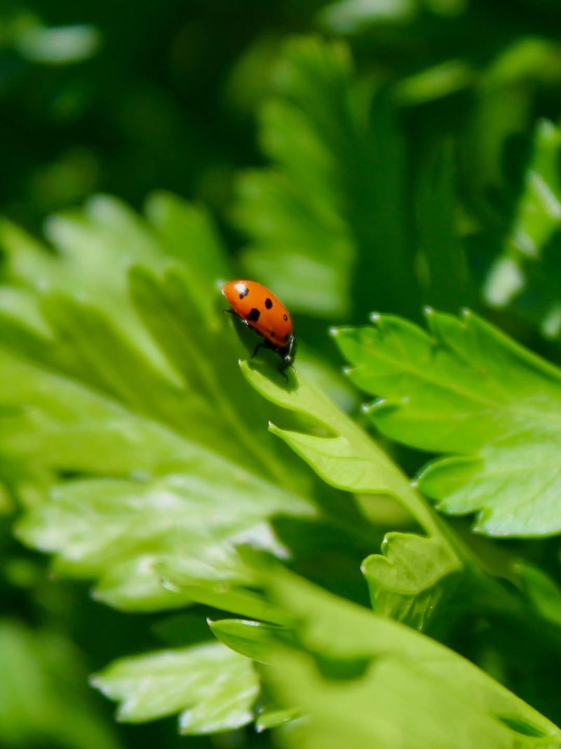 Welcome helpful bugs