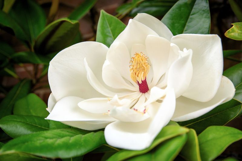 Southern Magnolia (Magnolia grandiflora)