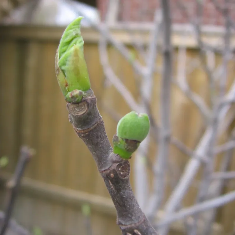 Plan the Slow Spring Return