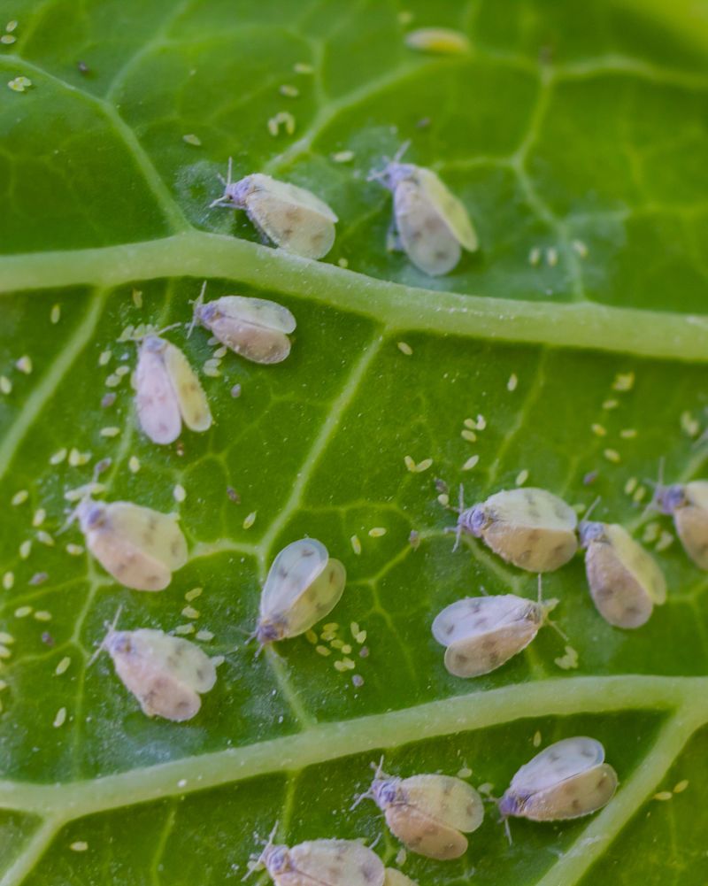 Pests Like Aphids, Whiteflies, and Spider Mites