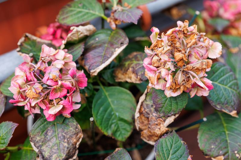 Hydrangeas (The Wilters)