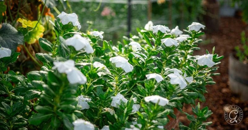 Vinca