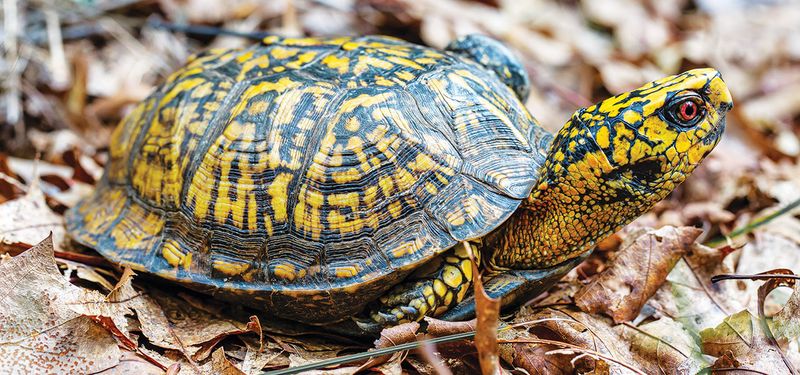 Fall activity does not follow a yard-by-yard calendar