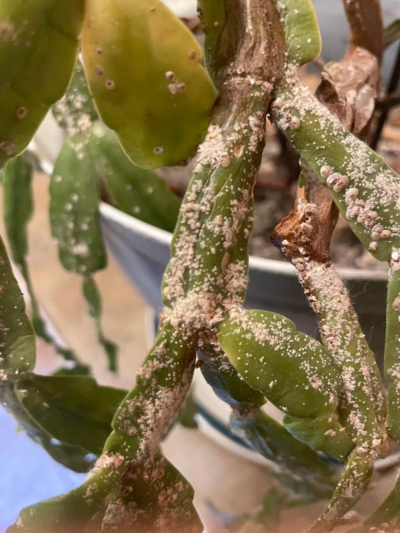 Pest Infestations