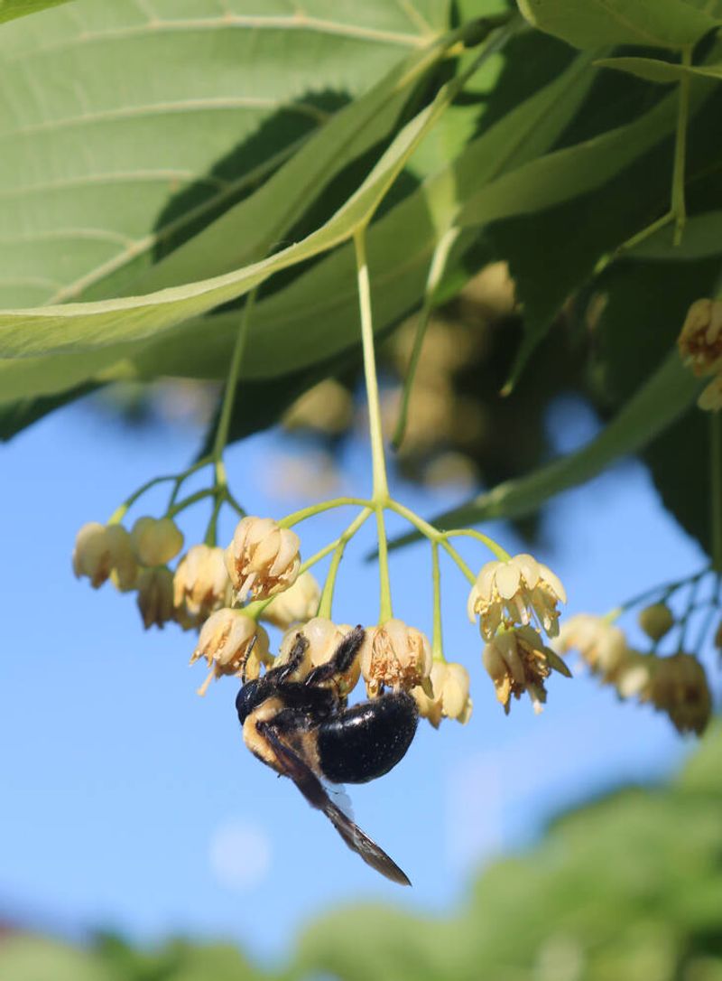 Other flowers can remain in the July landscape