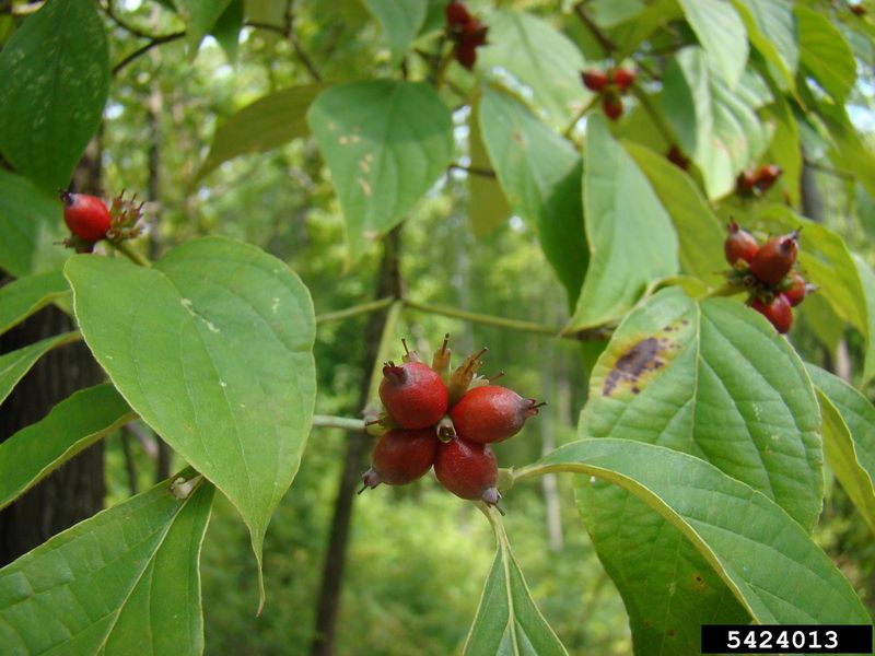 Flowering Dogwood (Cornus florida)