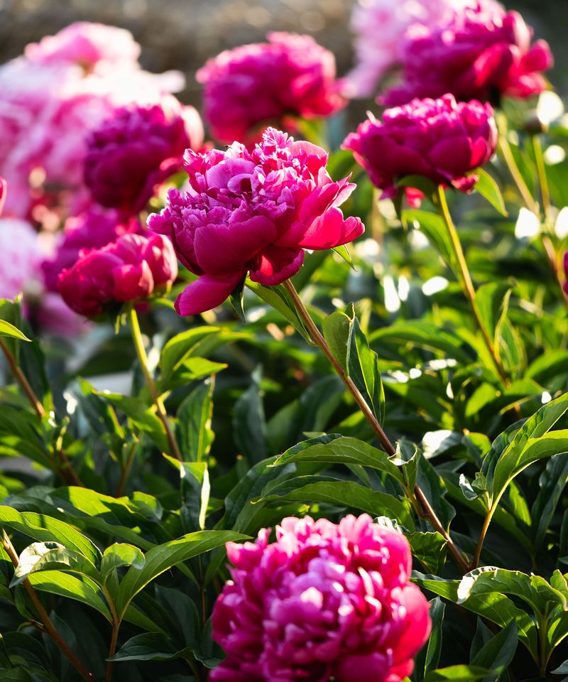 Move Shaded Peonies Into the Sun