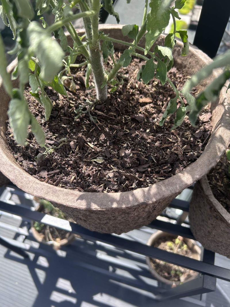 Underwatering and Drought Stress