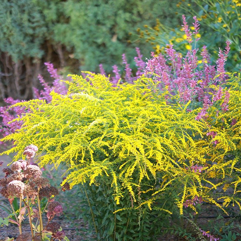 Goldenrod (Solidago)