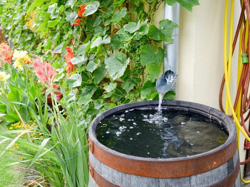 Rainwater can add to your garden supply, but it is not always better