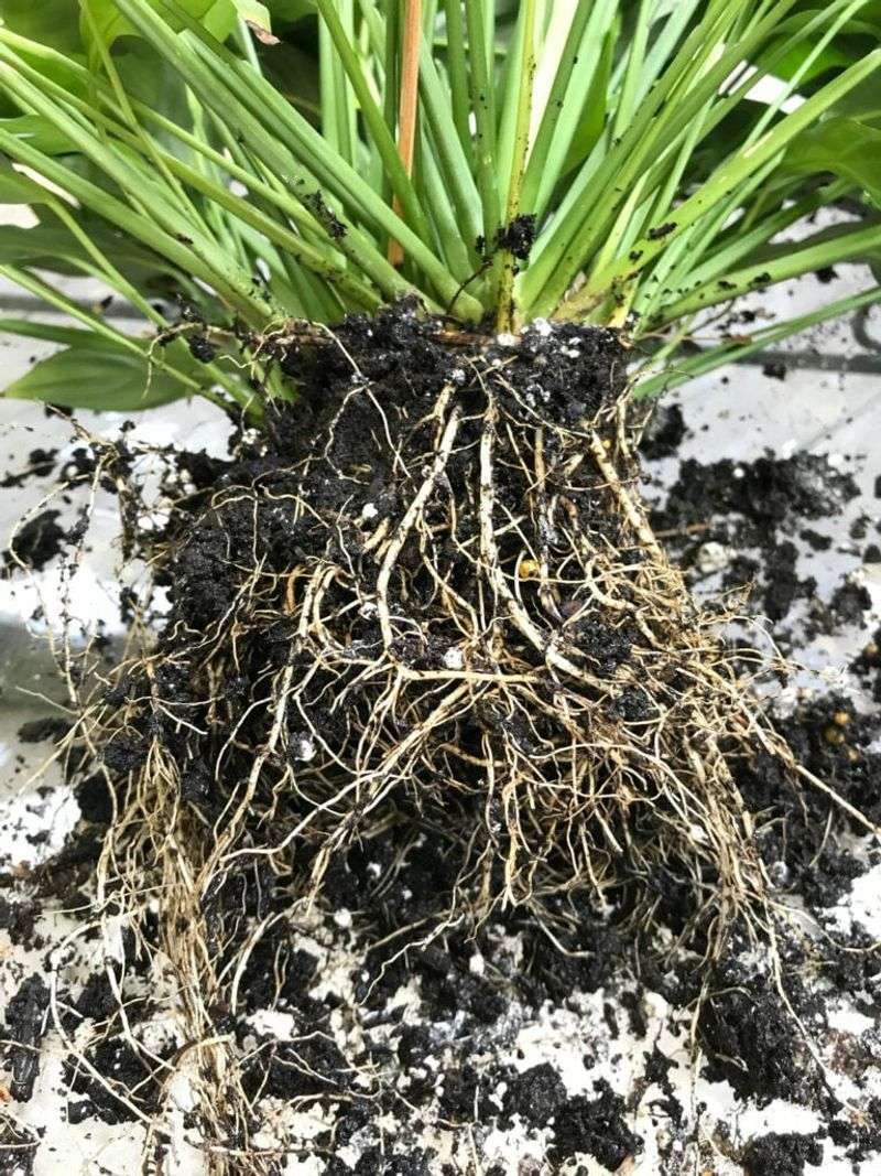 Use a root-first reset for suspected rot
