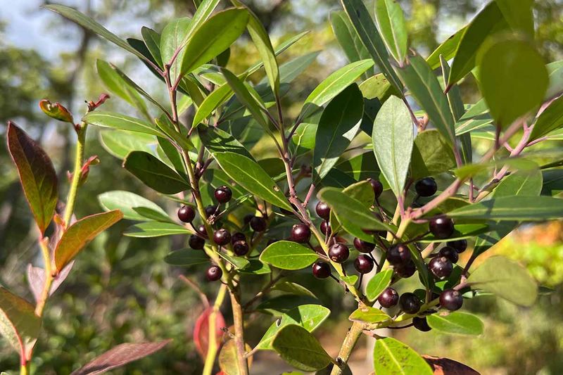 Inkberry (Ilex glabra)