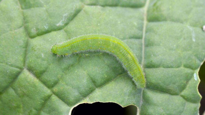 Which caterpillar is chewing your brassicas?