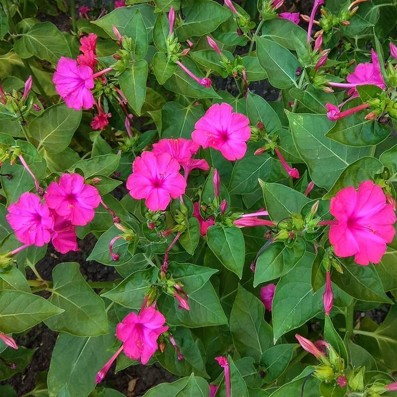 Other visitors—and more than one pollination story