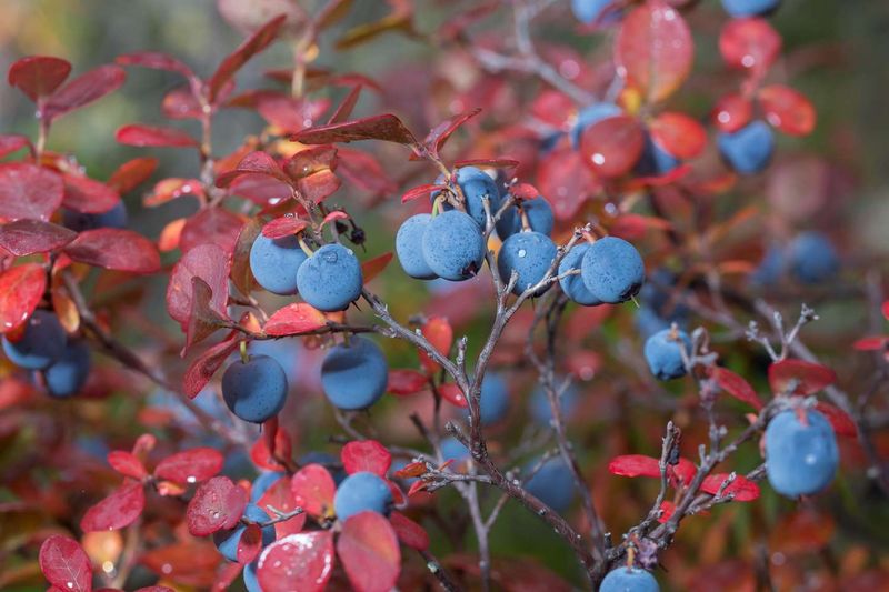 Blueberry Bush