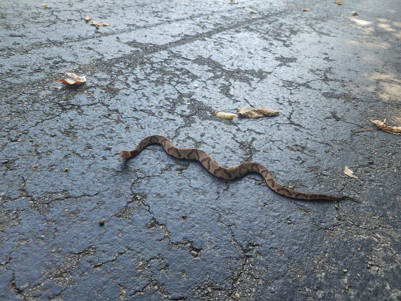 A Tidy-Looking Yard Is Snake-Proof
