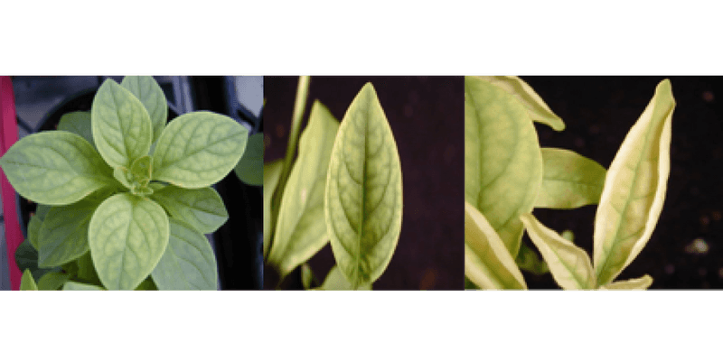 Correct Nutrient Deficiencies