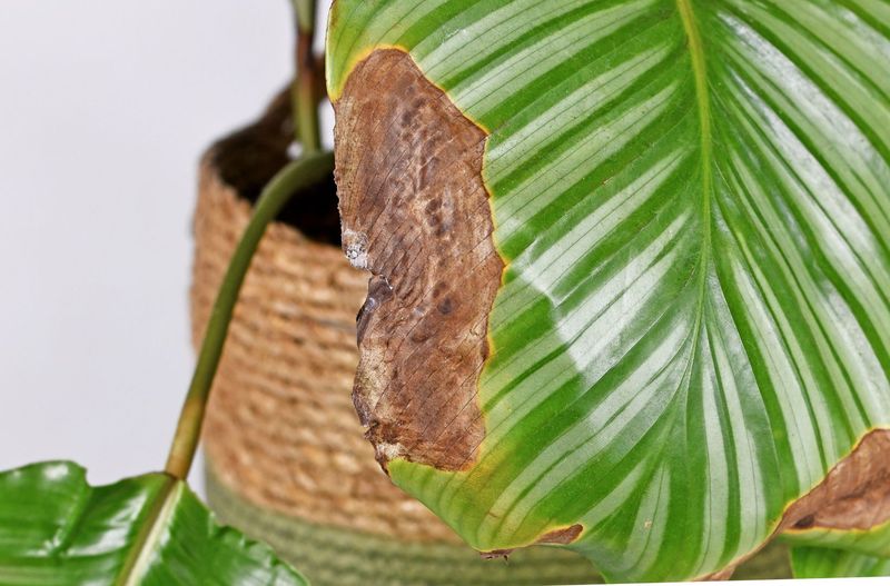 Crispy Brown Leaf Edges That Crumble (Underwatering)