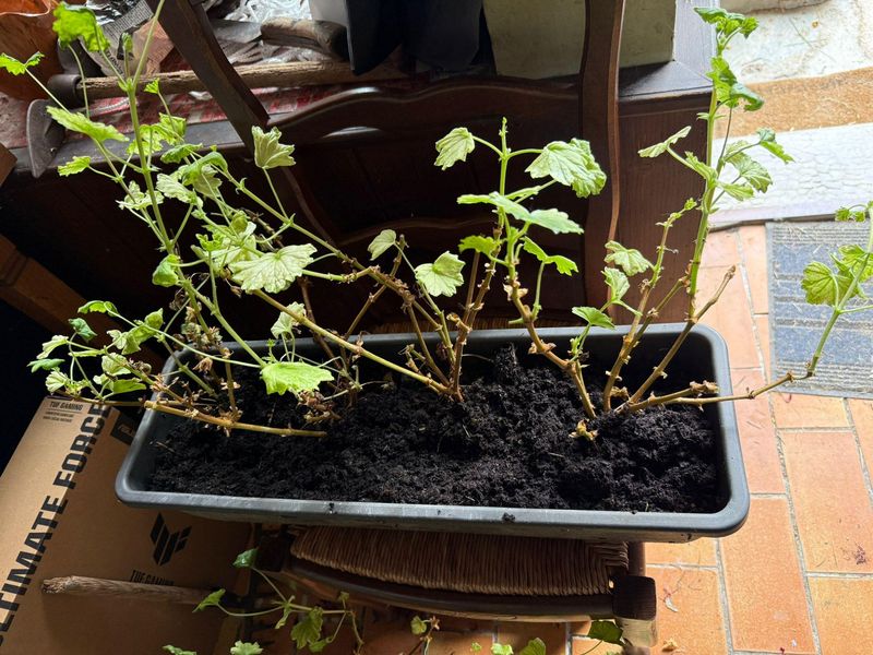Restart stored plants in spring without expecting instant blooms
