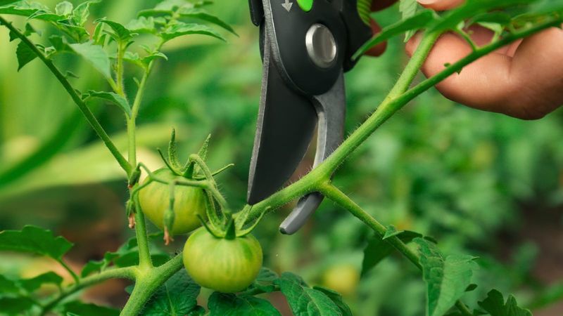 Give Plants a Gentle Root Prune