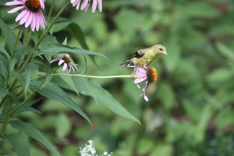 American Goldfinches