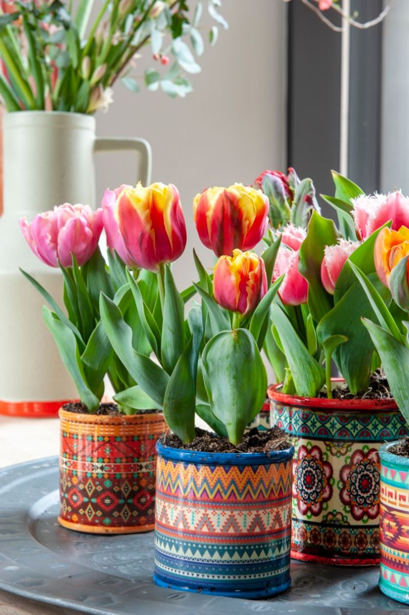 Tulips