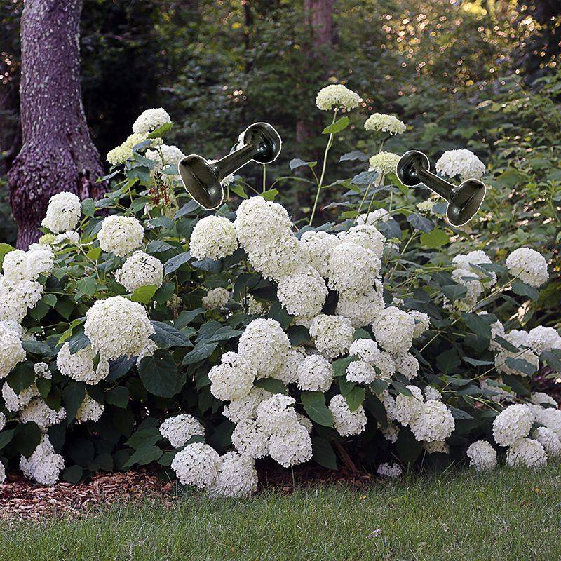 Support Heavy Blooms So Stems Do Not Flop