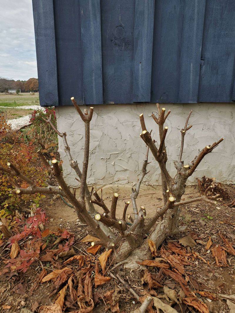 Pruning At The Wrong Time