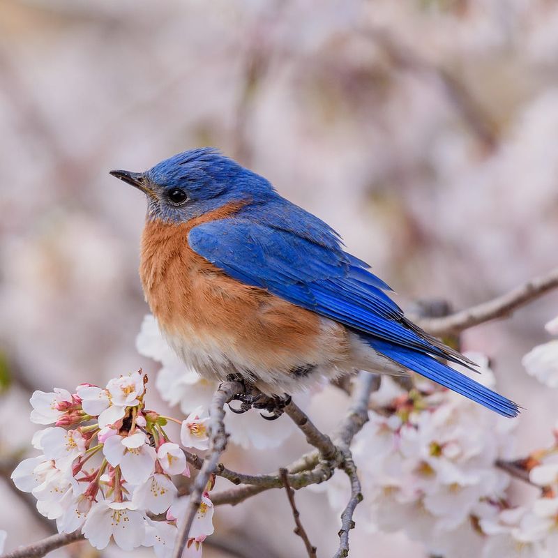 Bluebirds