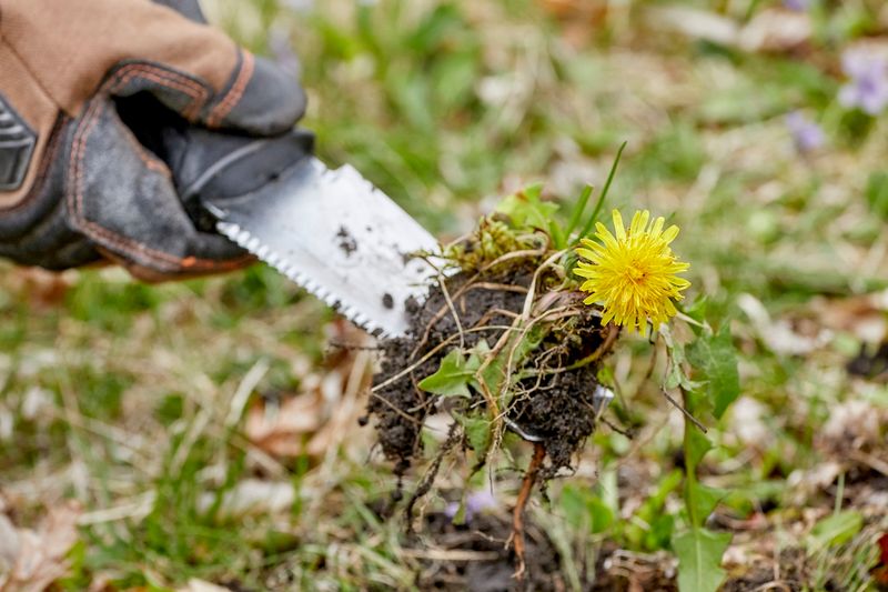 Choose whether to tolerate or remove dandelions based on your goals